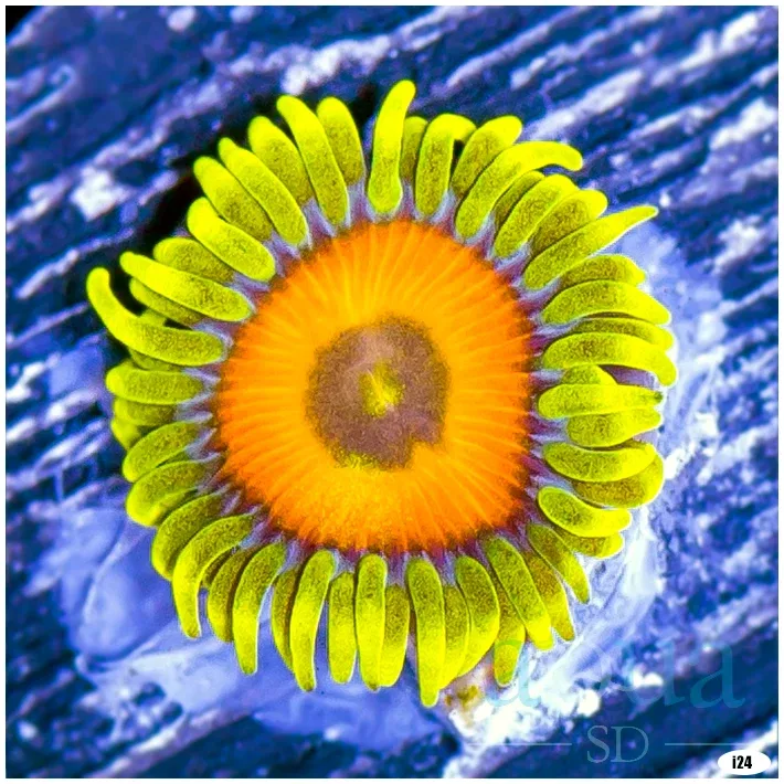 Super Saiyan Zoas Multiples Available
