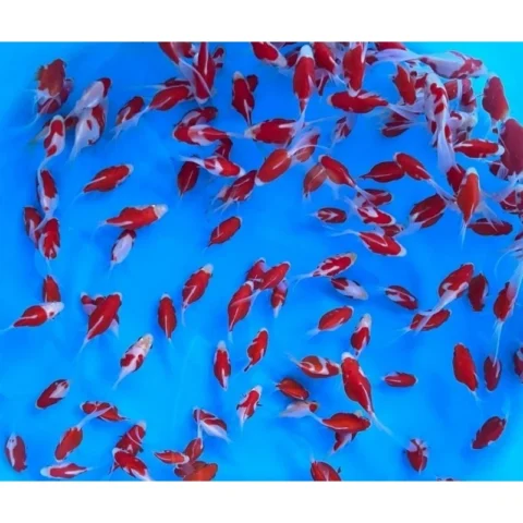 Tamasaba Goldfish - Japan