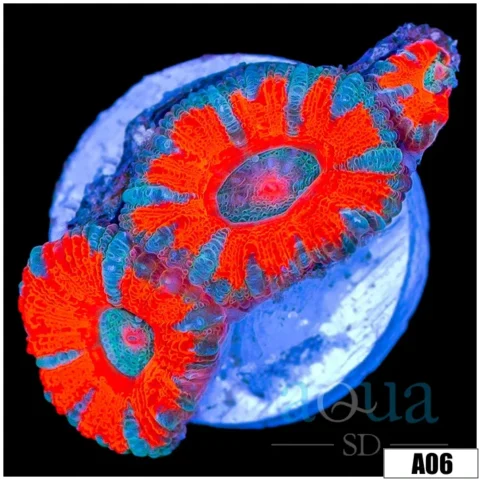 Tangerine Breeze Acan Lord