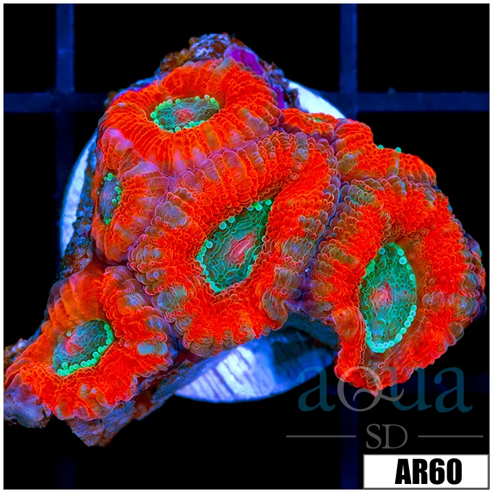 Tangerine Breeze Acan Lord - Image 3