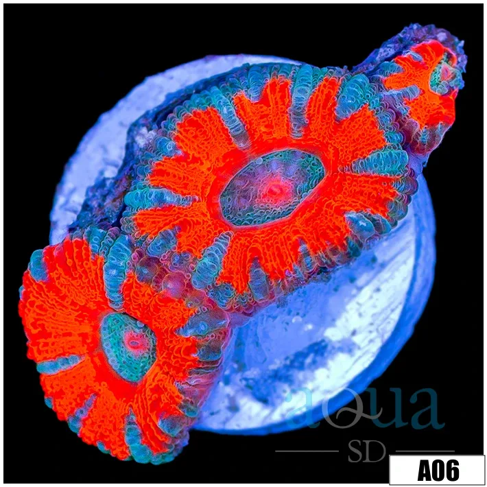 Tangerine Breeze Acan Lord