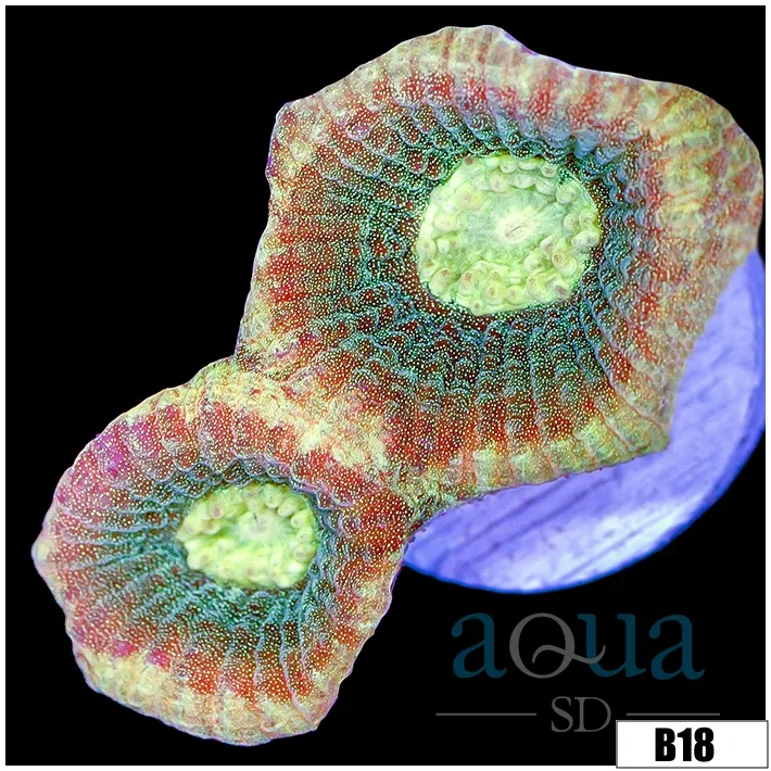 Teal Soul Favia - Image 3