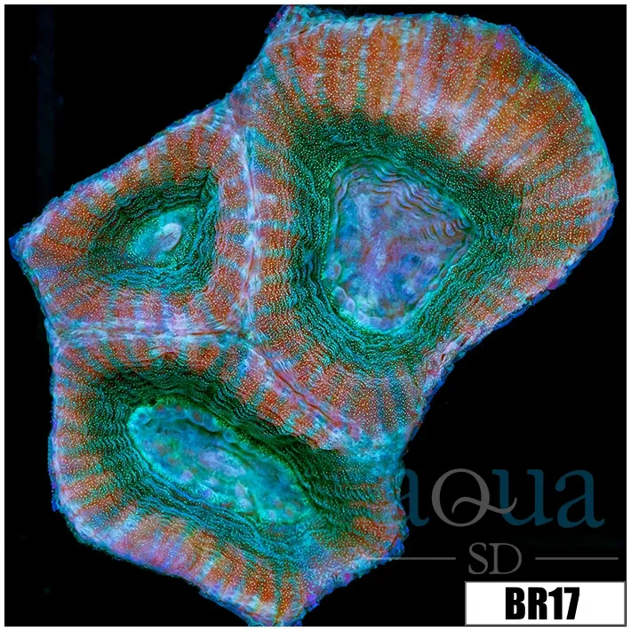 Teal Soul Favia - Image 4