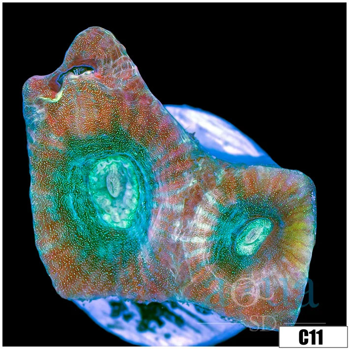Teal Soul Favia - Image 2