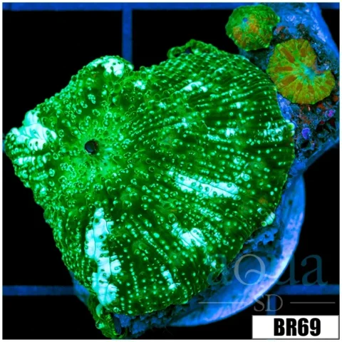 Teal Striped Discosoma