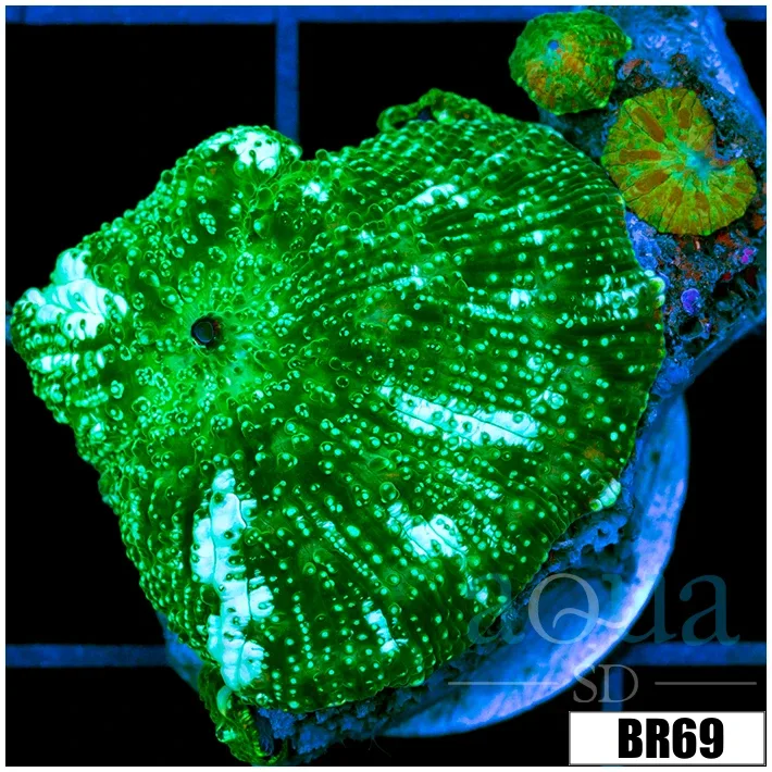Teal Striped Discosoma