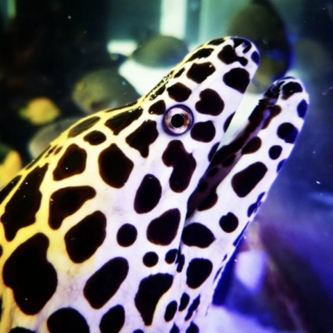 Tesselata Eel Med
