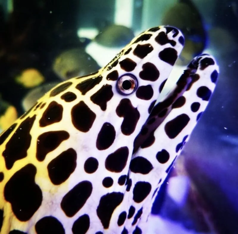 Tesselata Eel Med