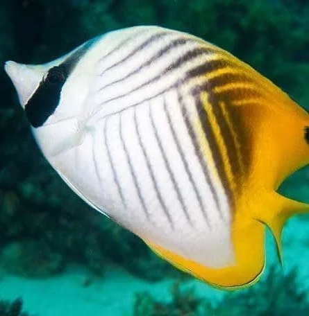 Threadfin butterflyfish