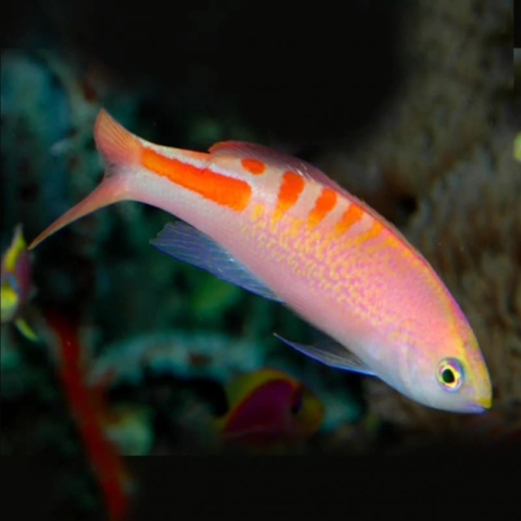 Tiger Queen Anthias