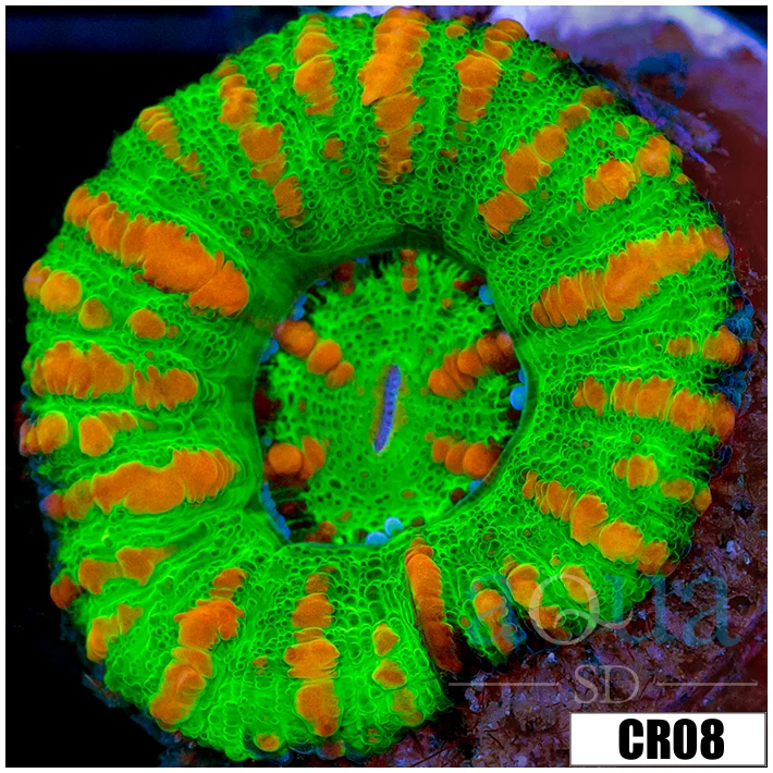 Tiger Striped Button Scoly