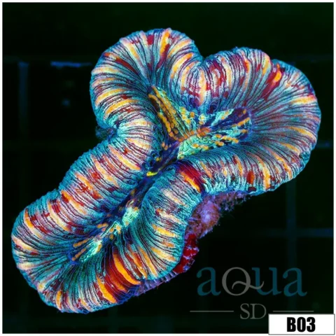 Tiger Striped Trachy