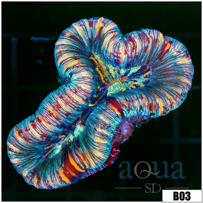 Tiger Striped Trachy