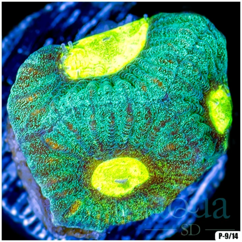 Toxic Eyes Goniastrea Multiples Available
