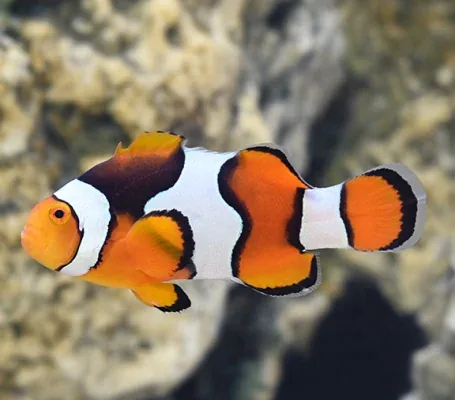 True Percula Clown