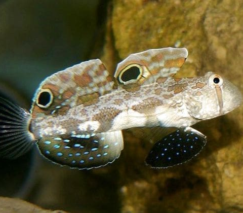 Twin Spot Goby