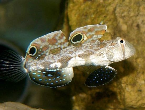 Twin Spot Goby