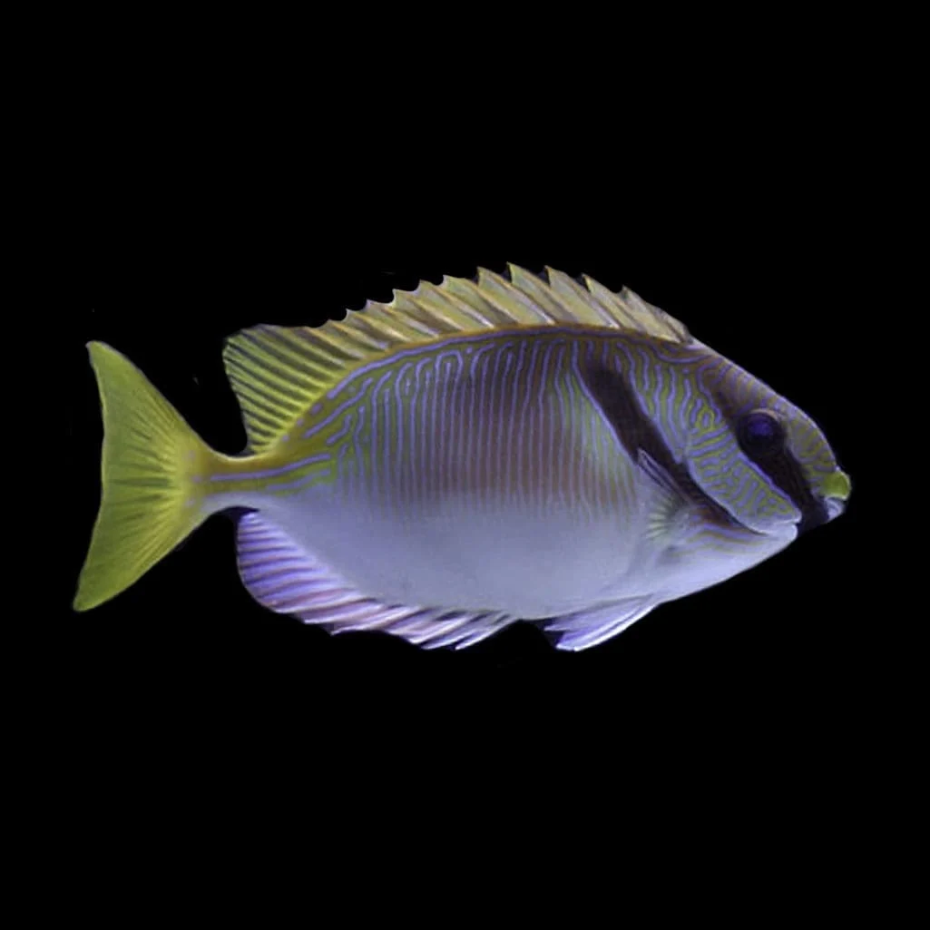 Two Barred Rabbitfish