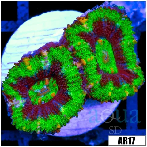 UFO Acan Lord