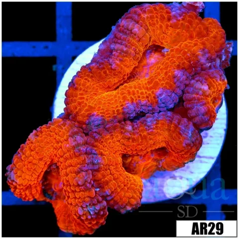 Ultra Acan Lord