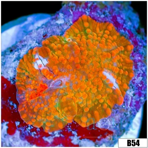 Ultra Chicken Pox Discosoma