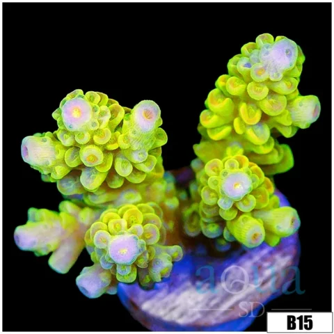 Ultra Highlighter Tenuis