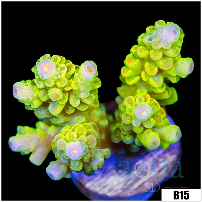Ultra Highlighter Tenuis