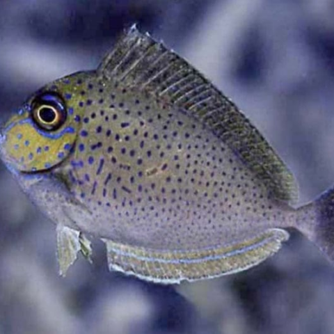 Vlamingi Tang
