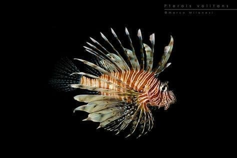 Volitan Lionfish