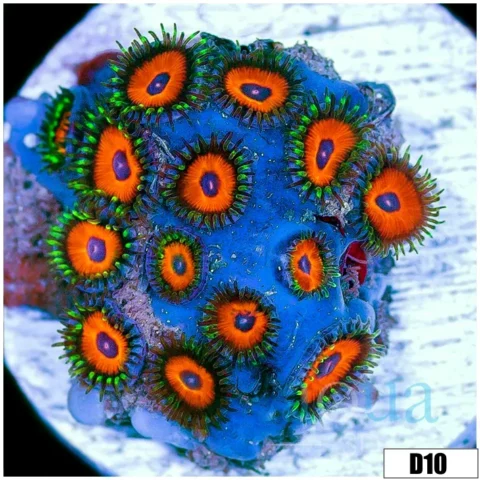 Watermelon Rasta Zoas