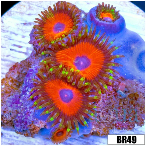 Watermelon Rasta Zoas