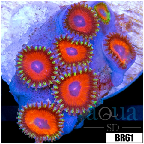Watermelon Rasta Zoas