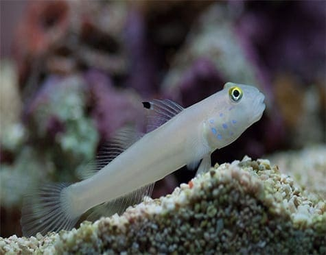 White Sand (Chalk) Goby