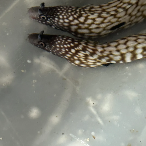 White Spot Dragon Eel
