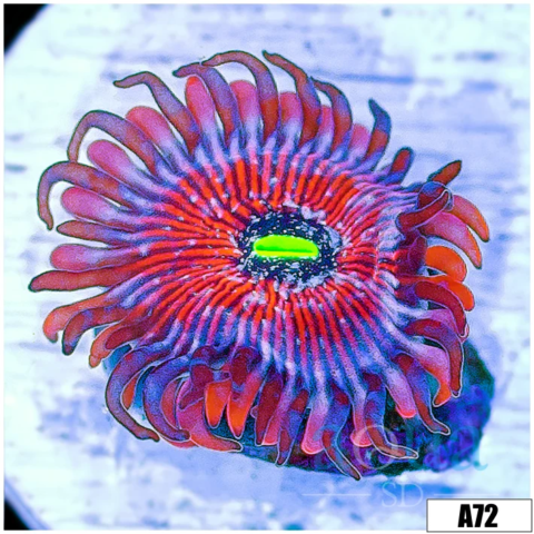 White Zombie Zoanthids