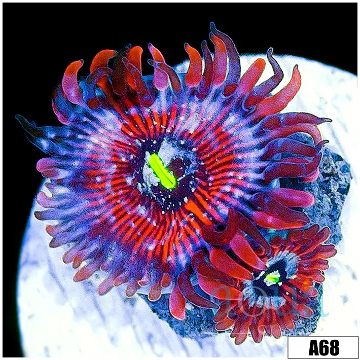 White Zombie Zoanthids - Image 2