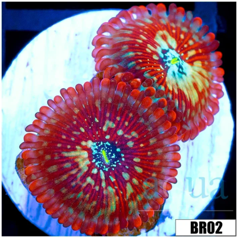 White Zombies Zoanthids
