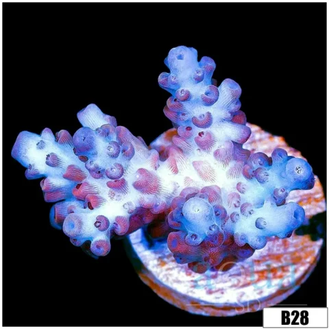 Winter Rose Acropora