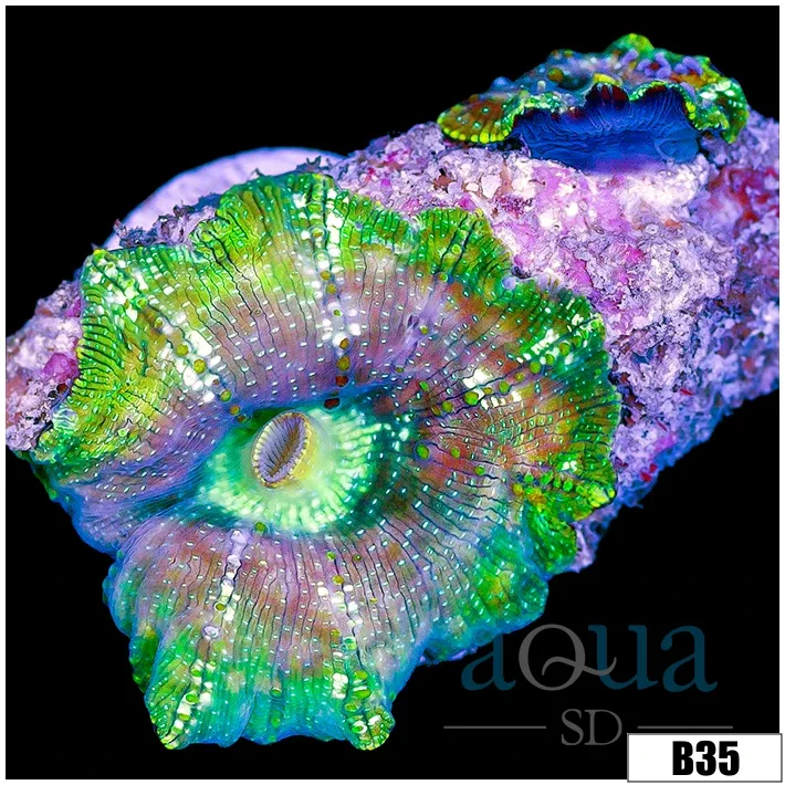 Witches Brew Discosoma