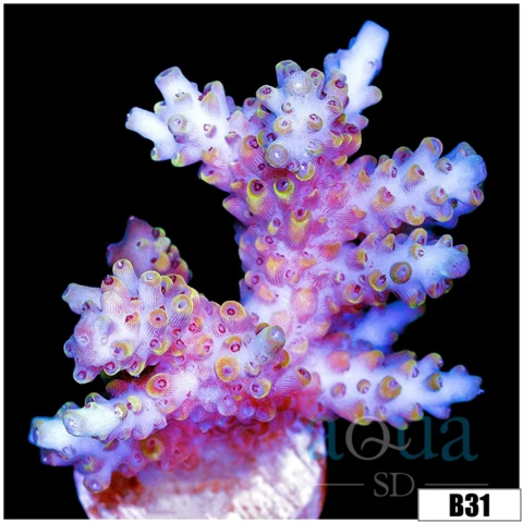 Wolverine Acropora