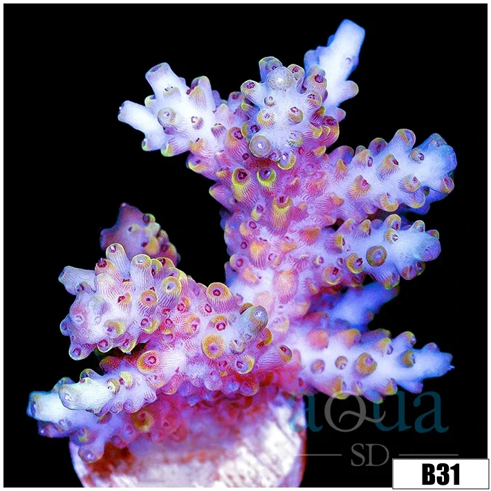 Wolverine Acropora