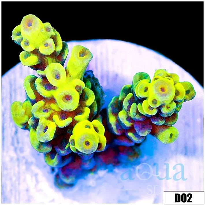 Wolverine Tenuis Acropora