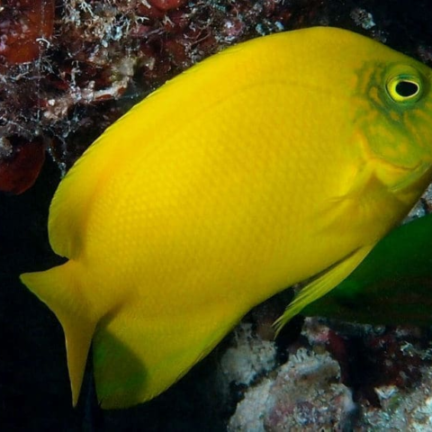 Yellow Angel