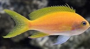 Yellow Anthias (Squareback Female)