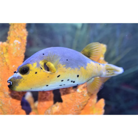 Yellow Belly Dogface Puffer