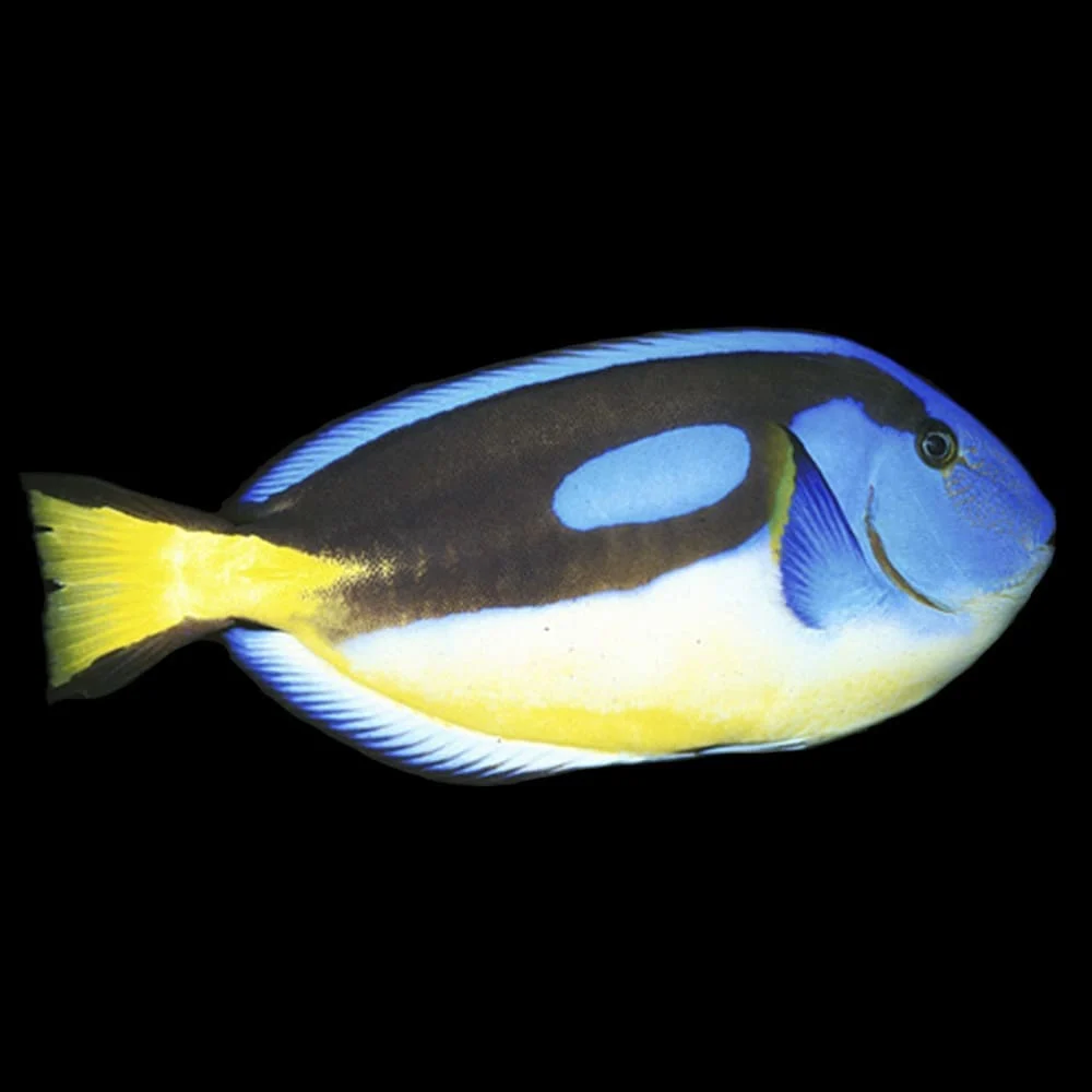 Yellow Belly Hippo Tang