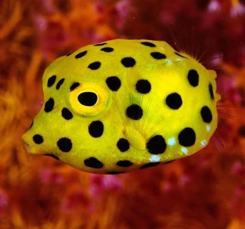 Yellow Boxfish