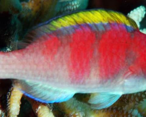 Yellow Fin Fairy Wrasse