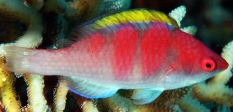 Yellow Fin Fairy Wrasse