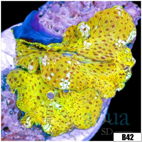Yellow Leaopard Discosoma